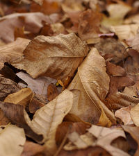 driedleaves.jpg driedleaves.jpg