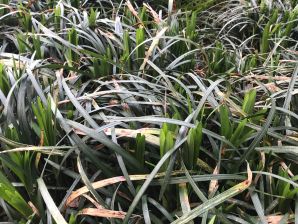 tall grass tall grass