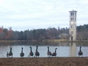 Geese and Tower (1).jpg