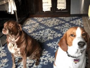 Jax-Chloe Begging.jpg Jax-Chloe Begging.jpg