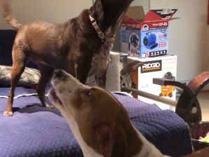 Jax-Chloe Howling.JPG Jax-Chloe Howling.JPG
