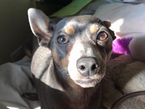 dobie.jpg dobie.jpg